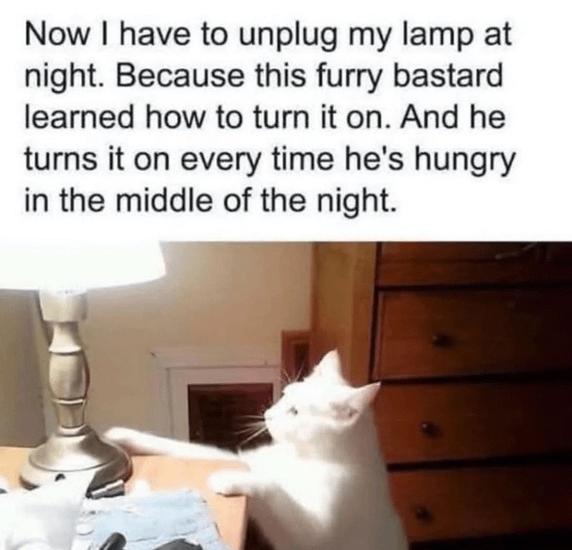 Cat turns on the lamp when he's hungry... at 3AM - meme