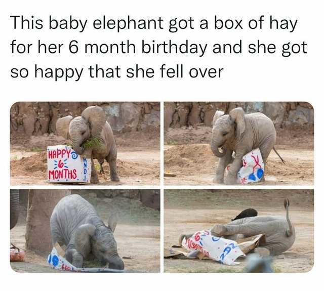 Happy birthday baby elephant - meme