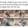 Happy birthday baby elephant