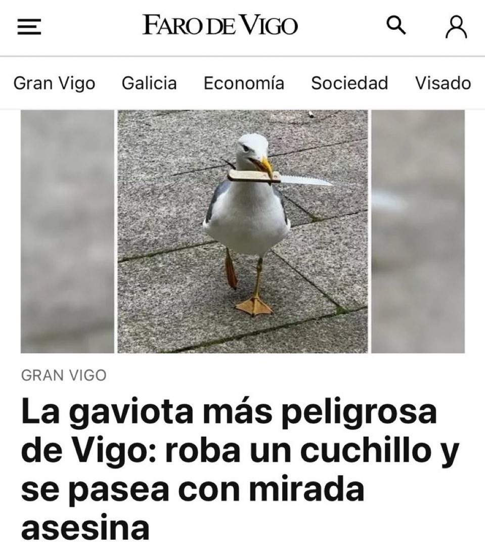 La gaviota de Vigo con cuchillo en mano y ganas de pelea - meme