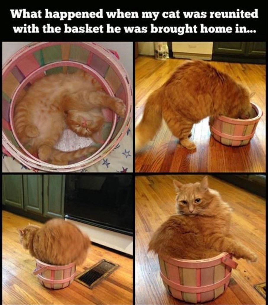 does this basket me my but look fat? - meme