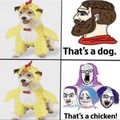Chicken Dog