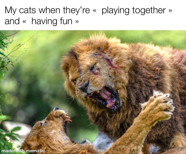 Cats having fun together - meme