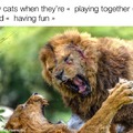 Cats having fun together