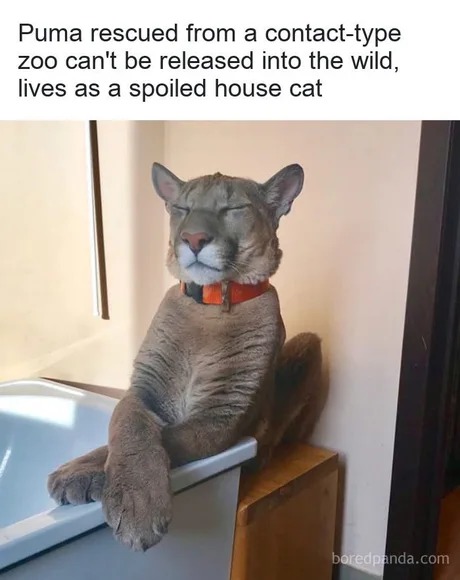 Rescued Puma - meme