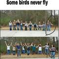 Fly bird fly