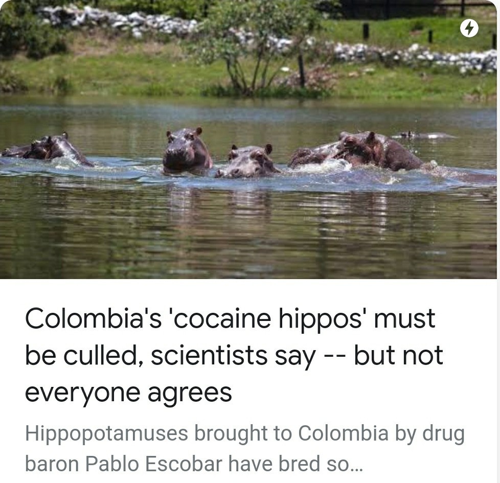 Save the Escobar hippos - meme