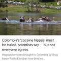 Save the Escobar hippos