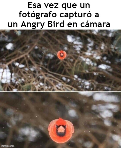 Angry bird IRL - meme