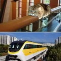 Cat aerodynamics