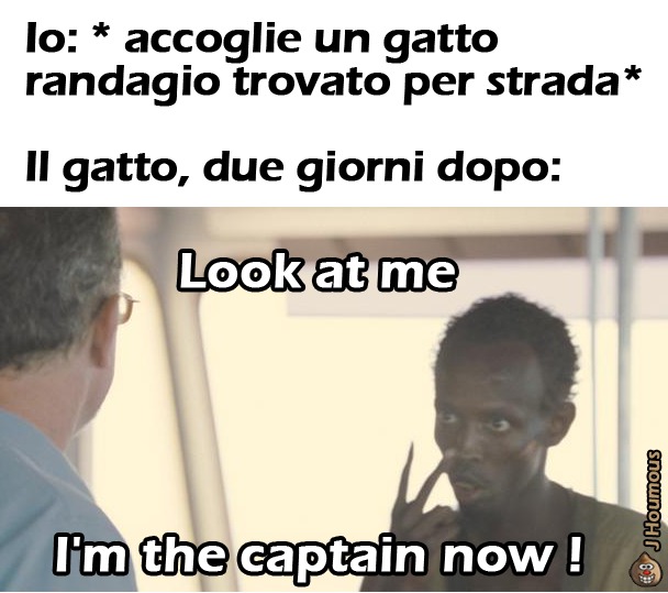 Gatto randagio - meme