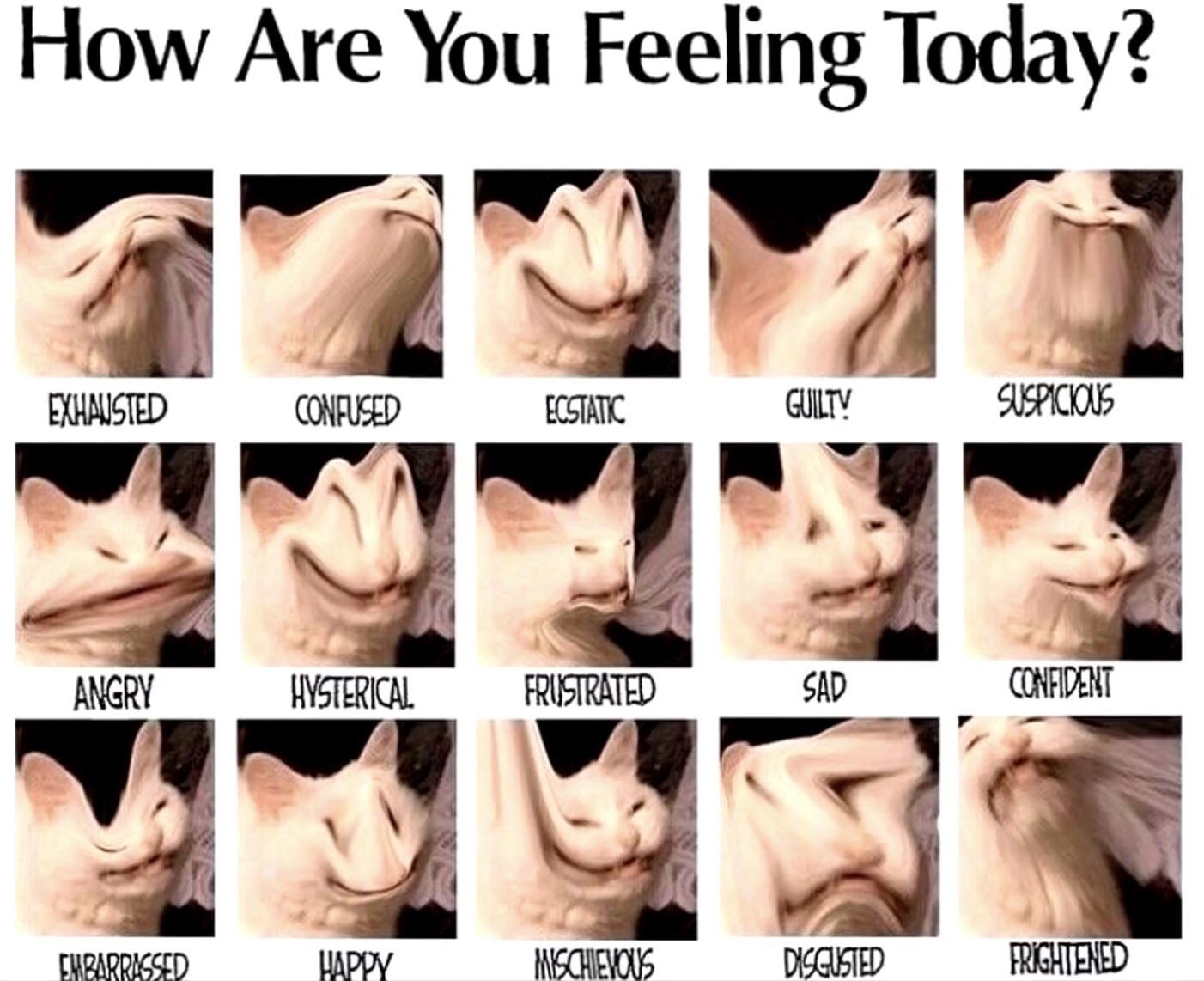 how are you feeling - meme