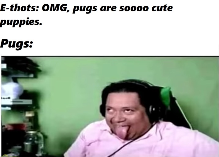 Pugs Are a Nutshell - meme