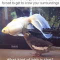 giant water birb