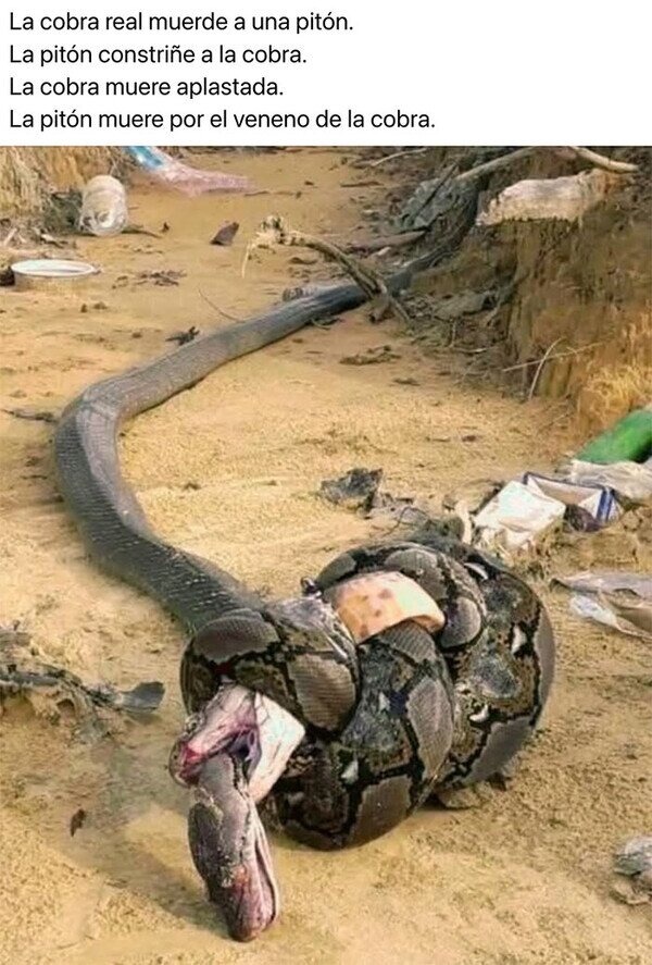 cobra muerde a pitón, pitón aprieta a cobra... y al final todos pierden - meme