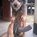 now thats a guard dog