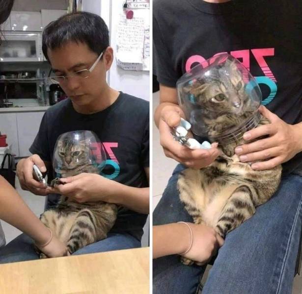 Look at this happy kitty getting her nails done. - meme