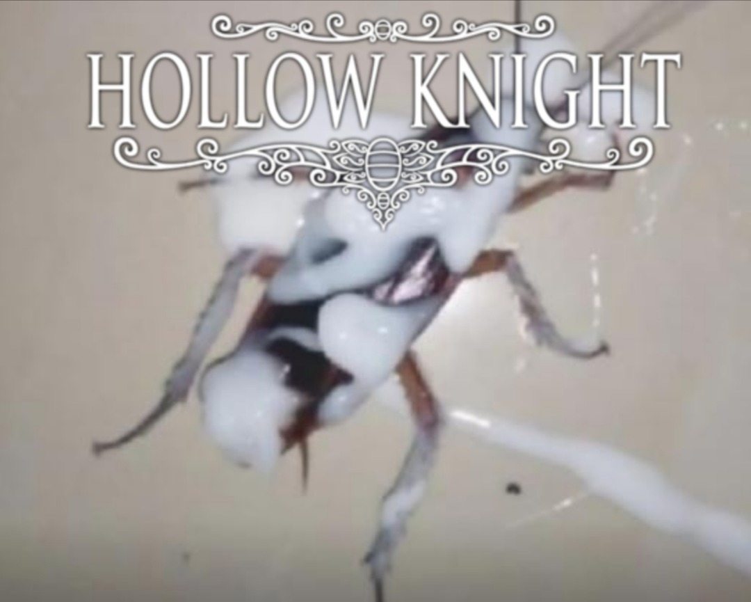 NooOOOo0 jugador de hollow knight, no te folles esa cucaracha :( - meme