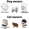 Dogs>cats