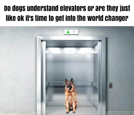 Do dogs understand elevators? - meme