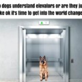Do dogs understand elevators?