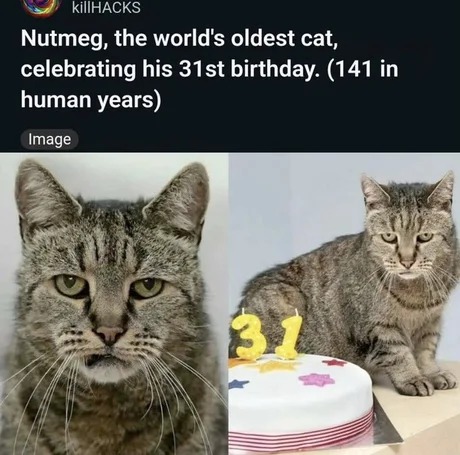 Oldest cat in the world - meme