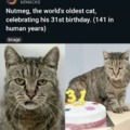 Oldest cat in the world