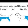 se um cachorro usasse calça como seria?