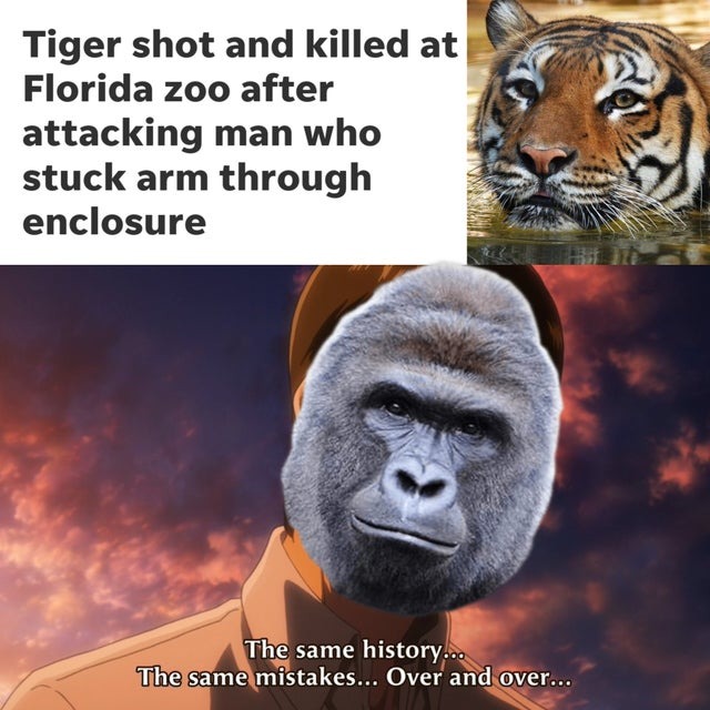 Tiger shot and killet at Florida zoo after attacking a man - meme