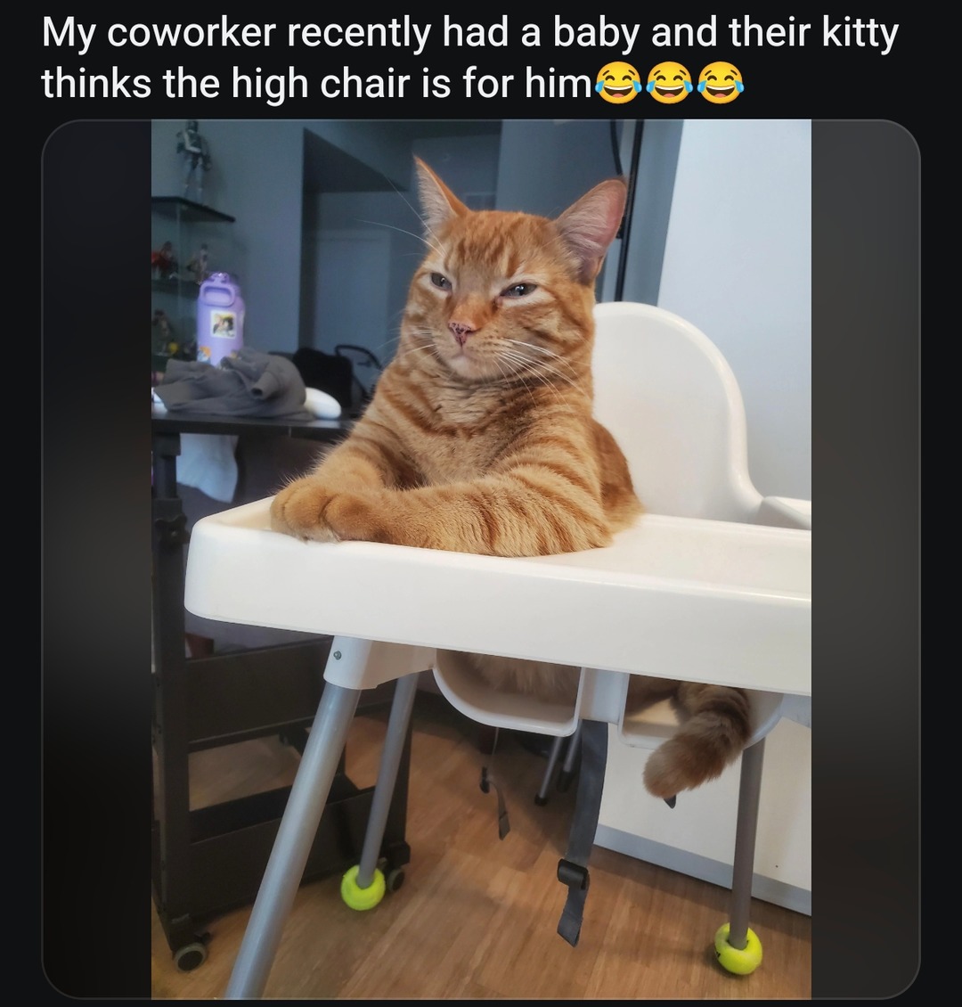 My coworker had a baby and now their cat thinks the high chair is his throne - meme