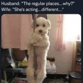 She's a pole-ish dog