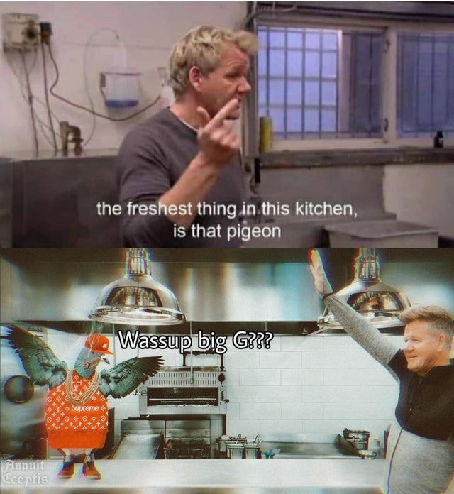 The freshest thing in this kitchen is that pigeon! - meme