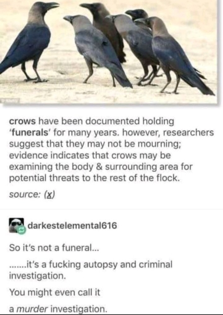 A Murder of Crows - meme