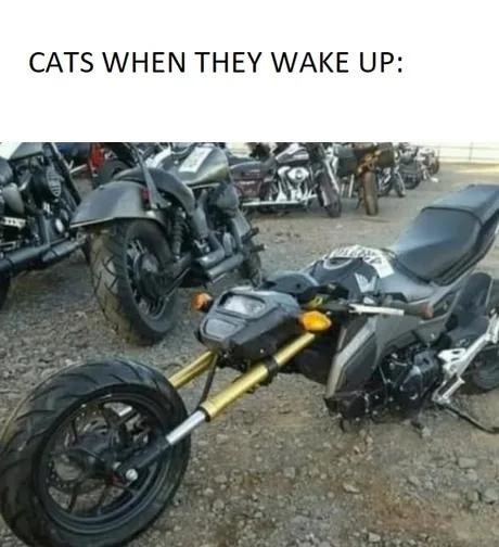 Cats waking up like they fought a demon in their sleep - meme