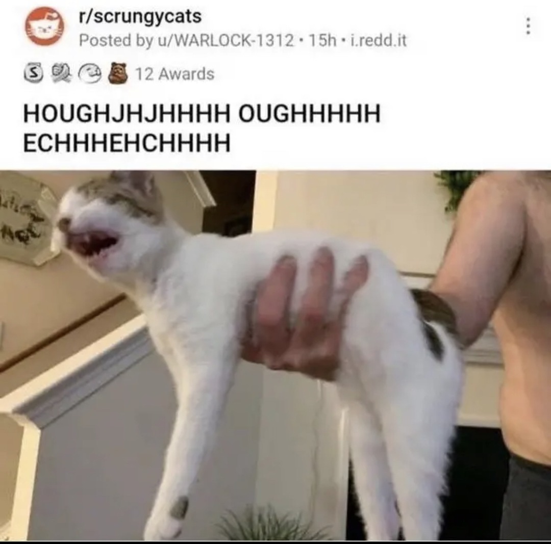 cat looks like it got the cheese touch - meme