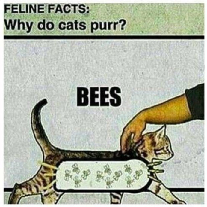 Bees - meme