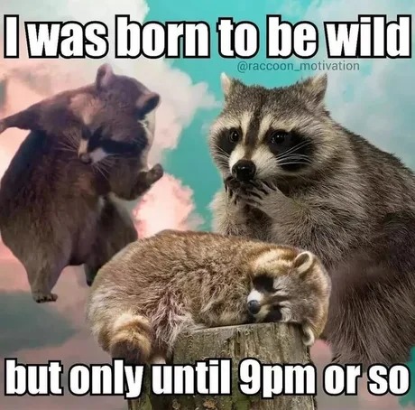 Born to be wild - meme