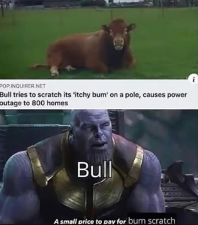 let the bull do what he wants - meme