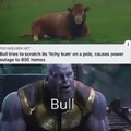 let the bull do what he wants