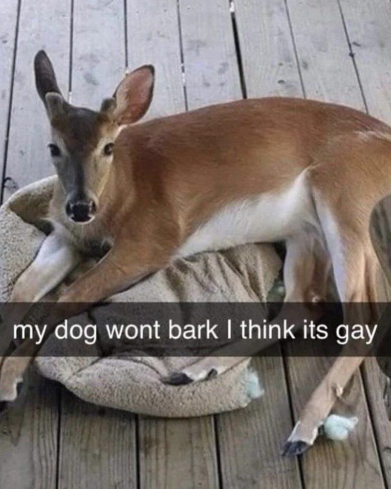 "meu cachorro não tá latindo, eu acho que ele é gay" - meme