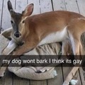 "meu cachorro não tá latindo, eu acho que ele é gay"
