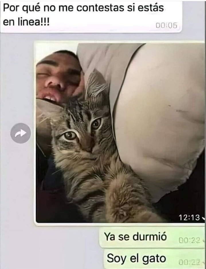 meme del gato al whatsapp