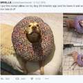 Donut Doggo