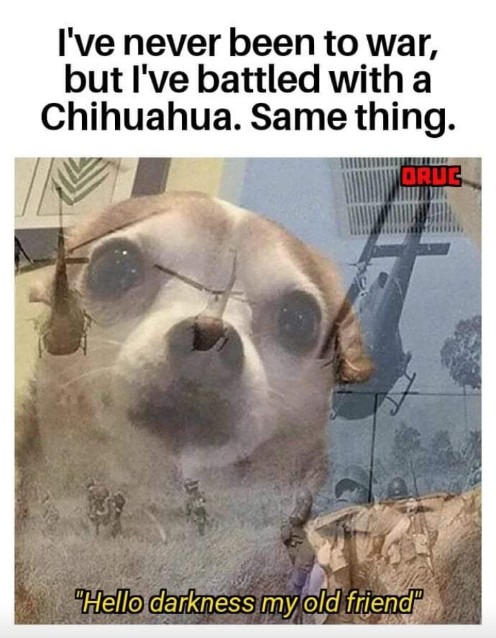 Dog sitter - meme
