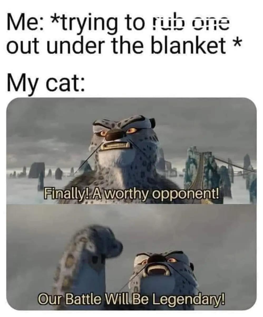 Cats meme