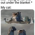 Cats meme