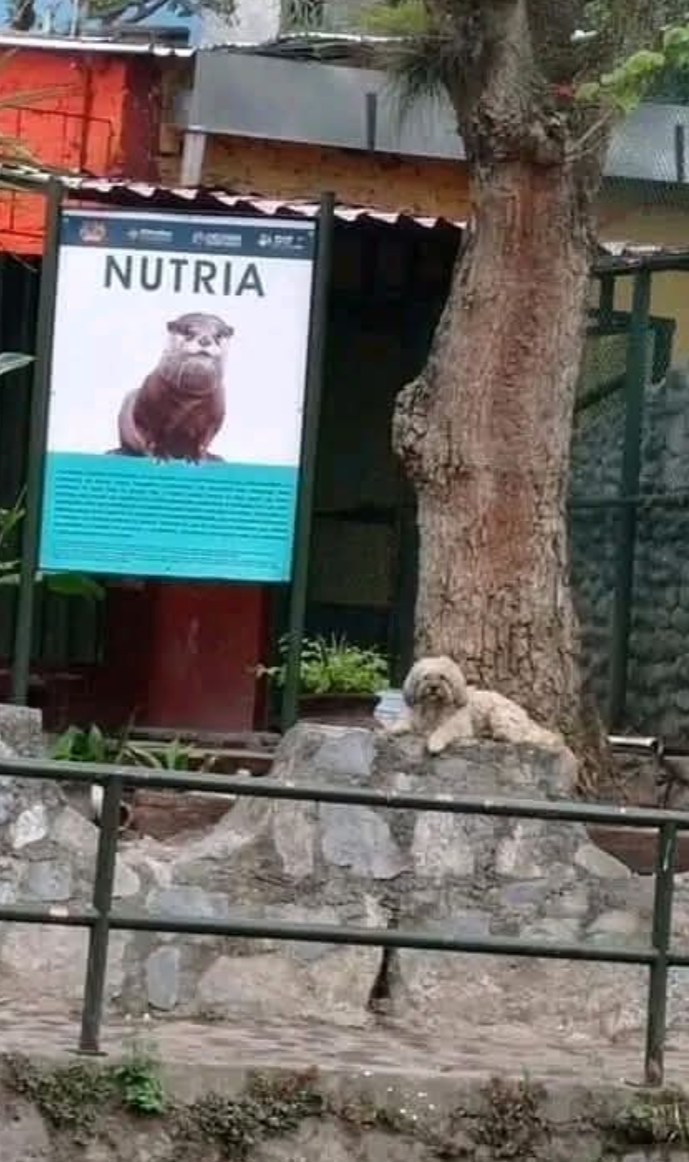 Nutria - meme