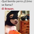 Brayan dog