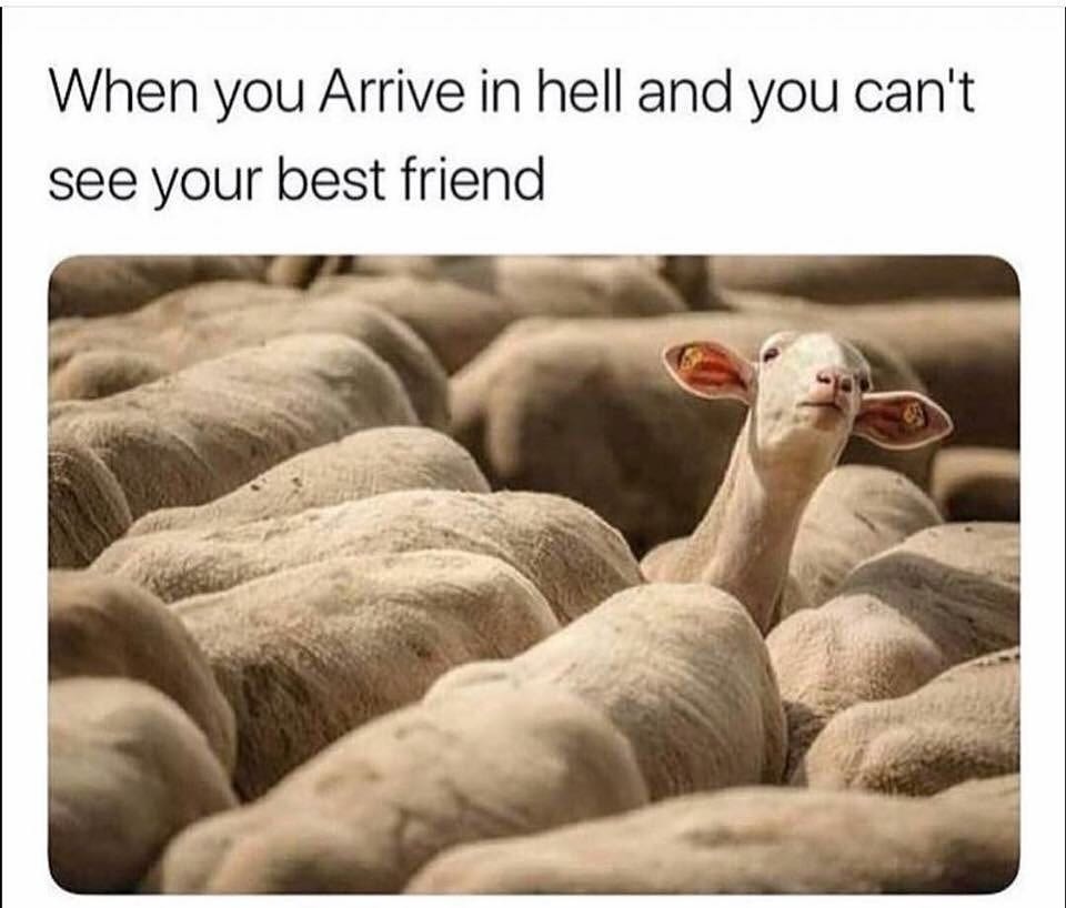 Brother sheep friend farm - meme