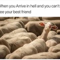 Brother sheep friend farm